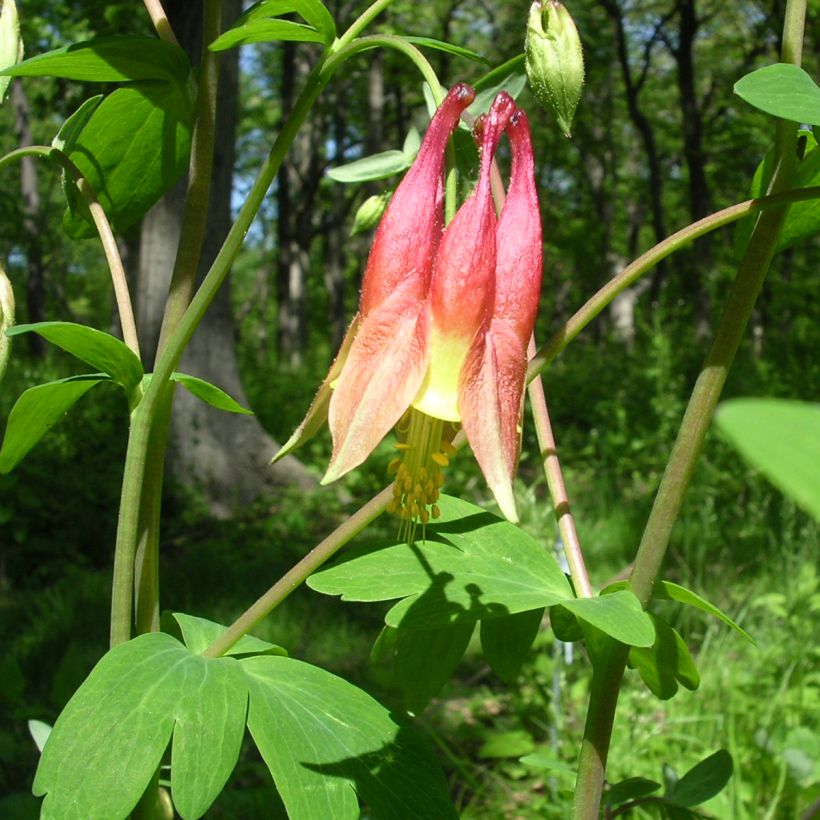 Ancolie du Canada, Aquilegia canadensis (Feuillage)