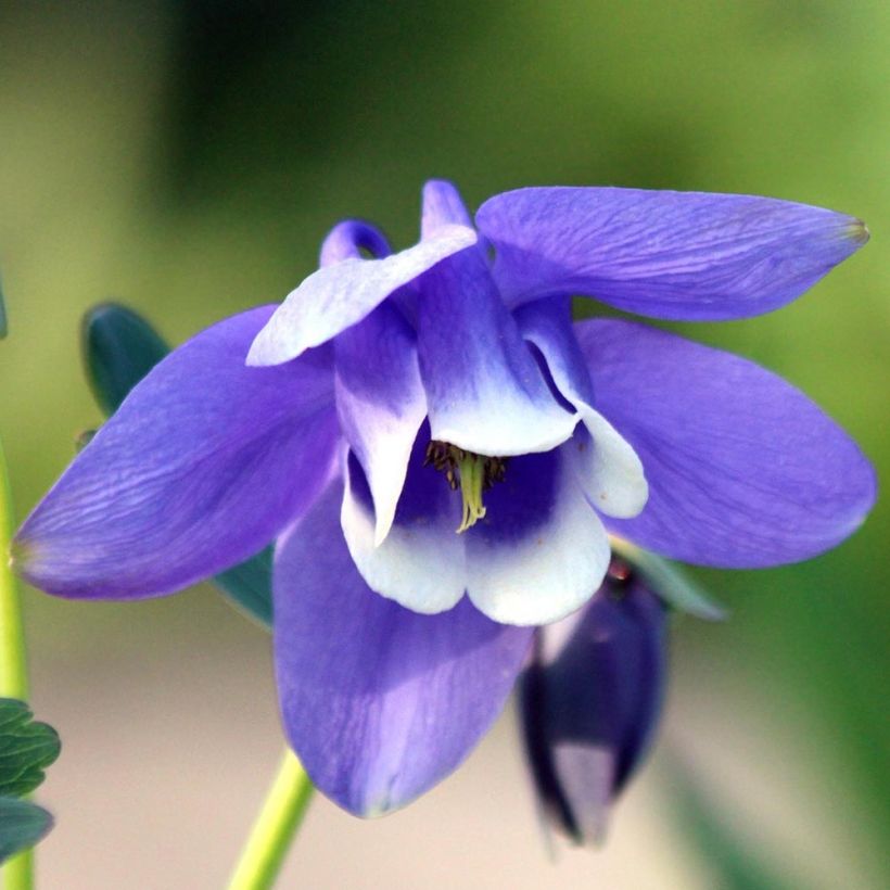 Ancolie naine - Aquilegia flabellata Cameo Blue and White (Floraison)