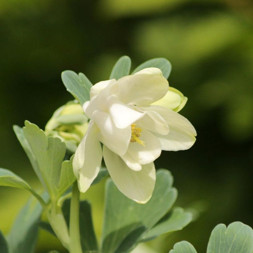 Ancolie naine - Aquilegia flabellata Cameo White (Floraison)