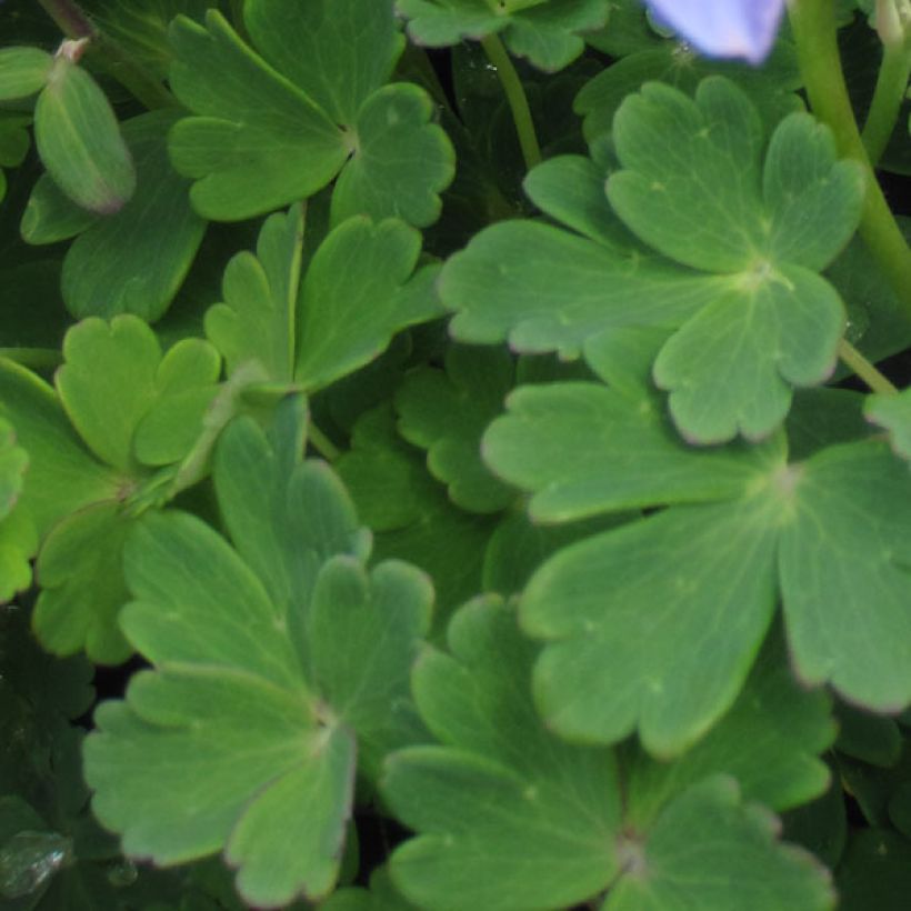 Ancolie naine - Aquilegia flabellata Ministar (Feuillage)