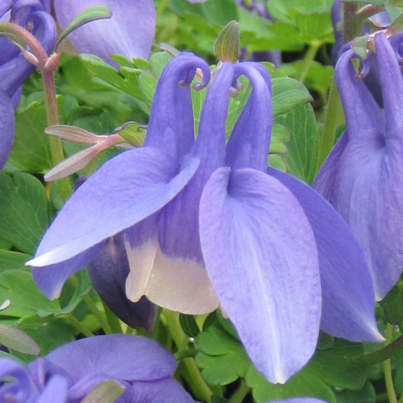 Ancolie naine - Aquilegia flabellata Ministar (Floraison)