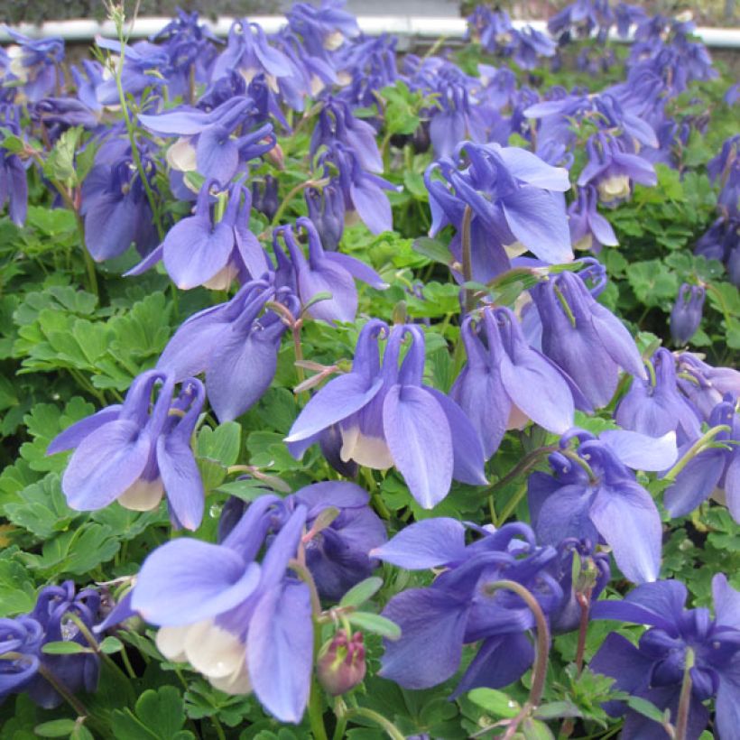 Ancolie naine - Aquilegia flabellata Ministar (Port)