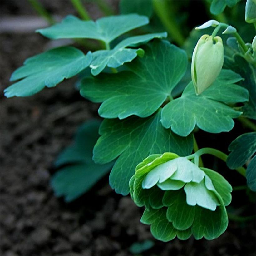 Ancolie Nana alba - Aquilegia flabellata pumila alba (Feuillage)