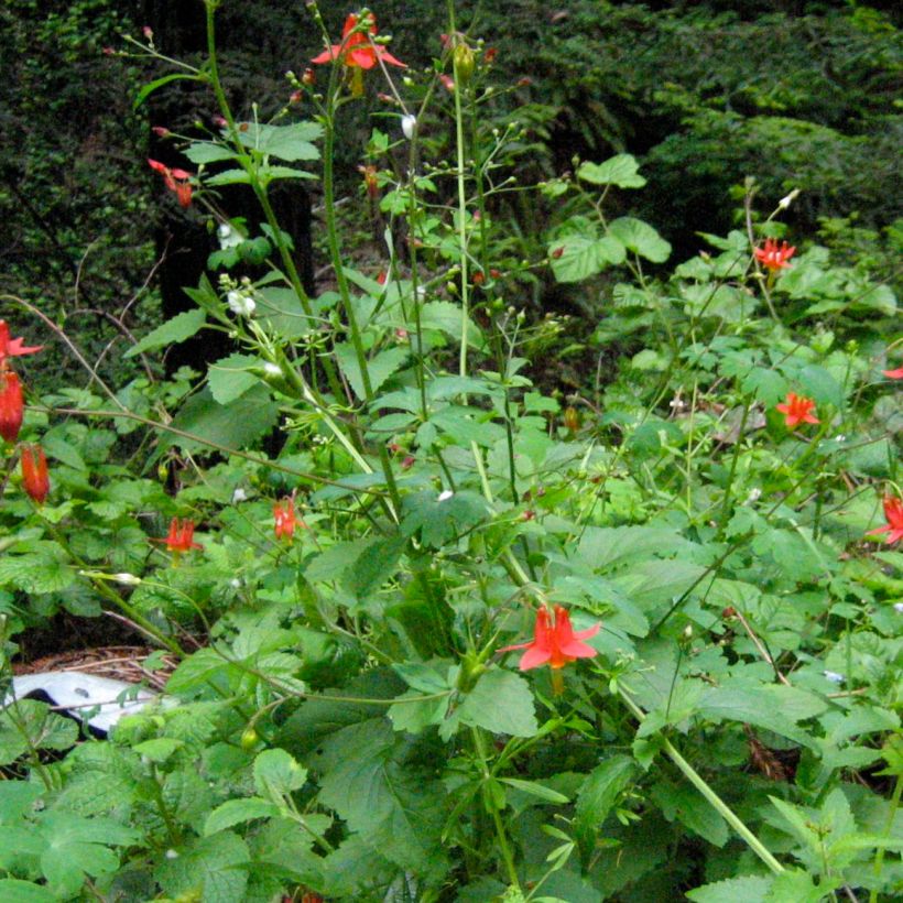 Ancolie, Aquilegia formosa (Port)