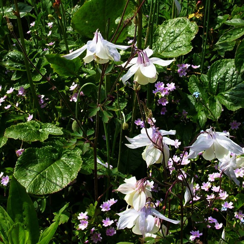 Ancolie, Aquilegia fragrans (Port)