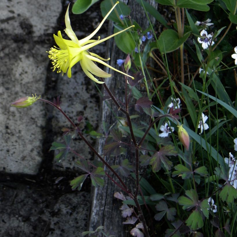 Ancolie, Aquilegia longissima (Port)