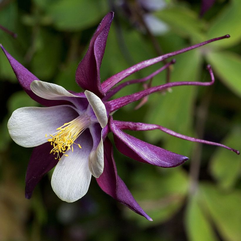 Ancolie, Aquilegia rockii (Floraison)