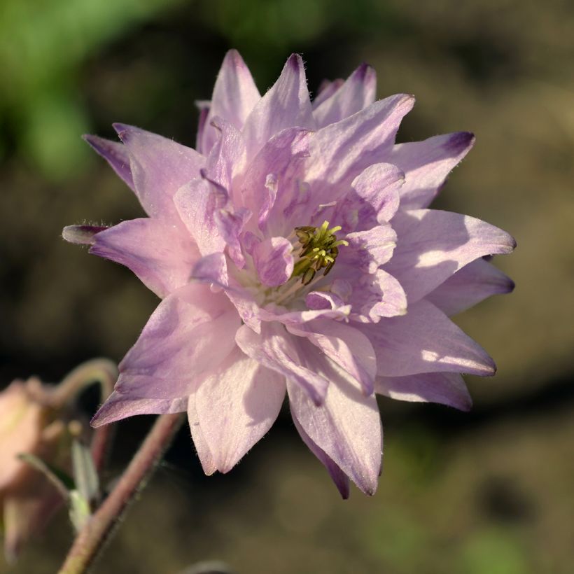 Ancolie hybride Rose Barlow - Aquilegia (Floraison)