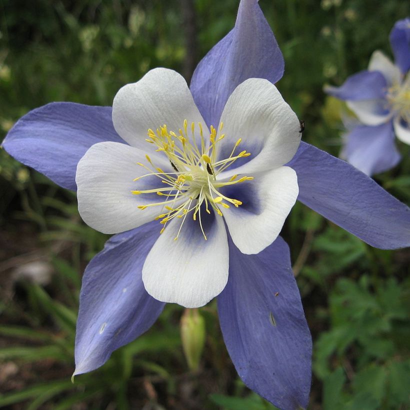 Ancolie, Aquilegia sibirica (Floraison)