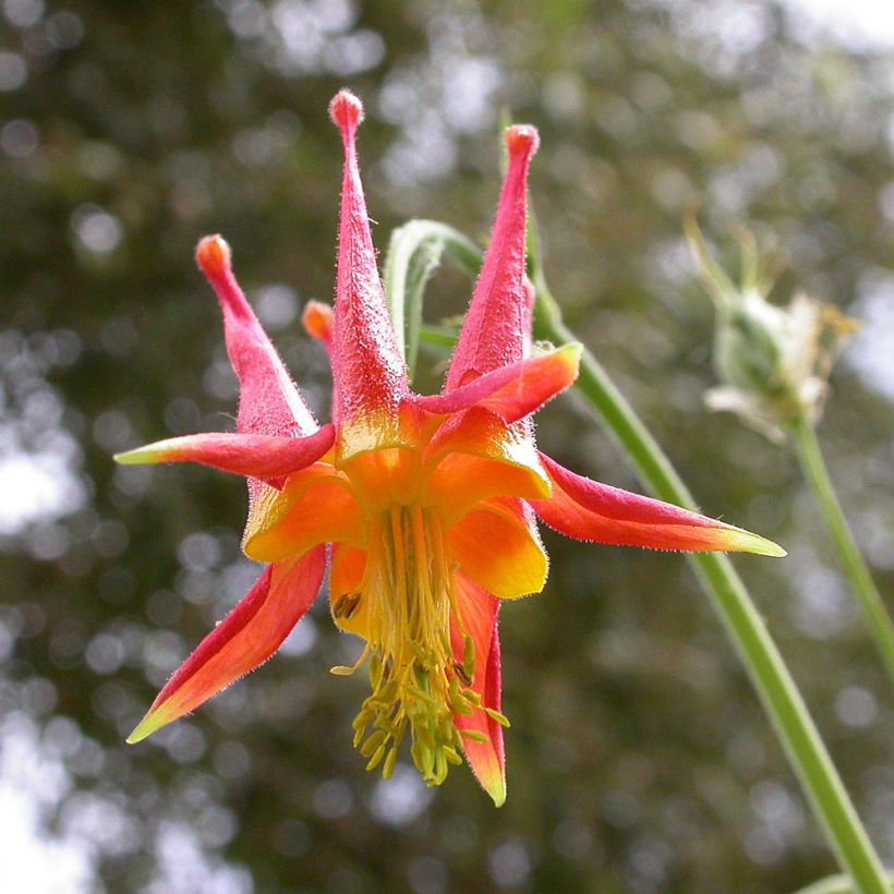 Ancolie, Aquilegia skinneri (Floraison)