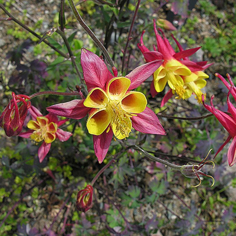 Ancolie, Aquilegia skinneri (Port)