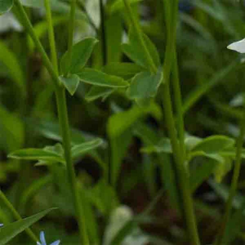 Ancolie - Aquilegia vulgaris Munstead White (Feuillage)