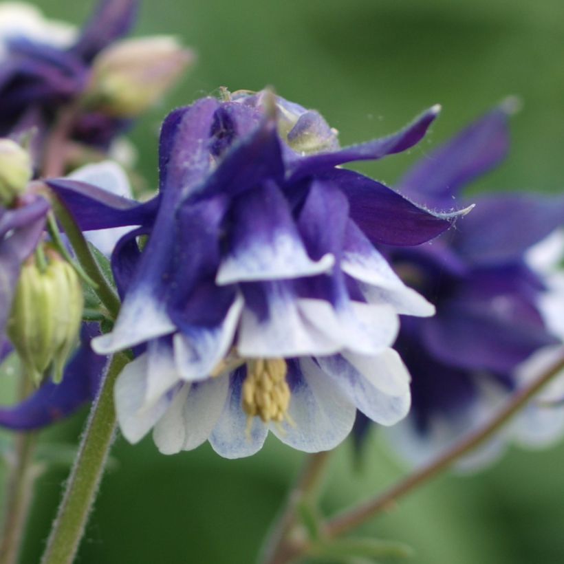 Ancolie - Aquilegia vulgaris Winky Blue White (Floraison)