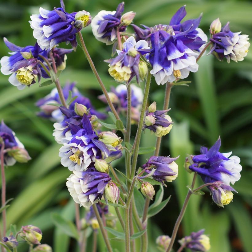 Ancolie - Aquilegia vulgaris Winky Blue White (Port)