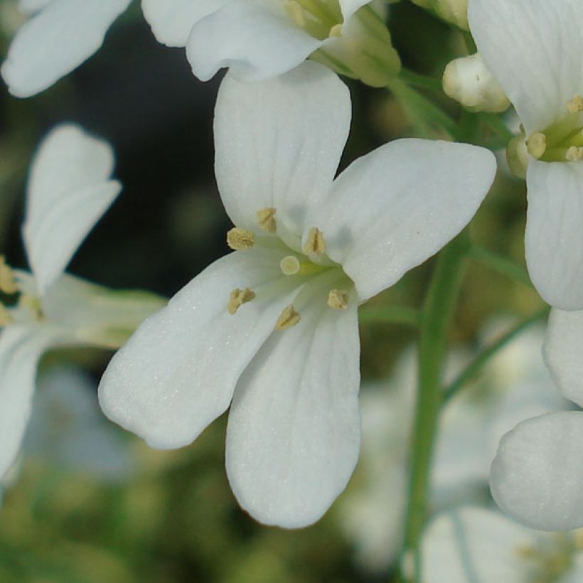 Arabis ferdinandi coburgii Old Gold - Arabette panachée jaune - Corbeille d'argent (Floraison)