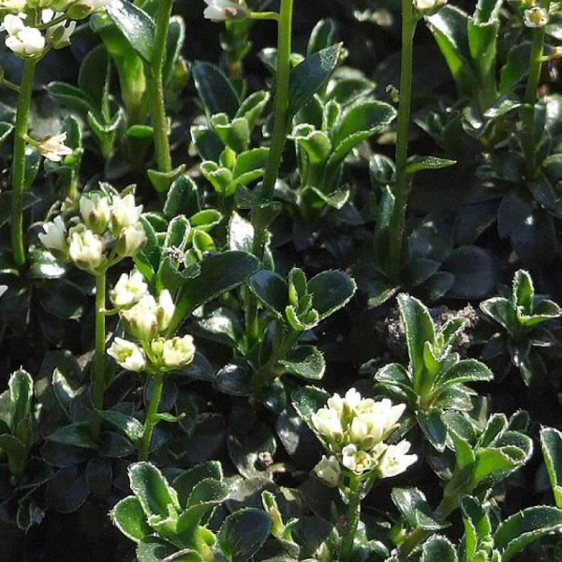 Arabis ferdinandi coburgii - Arabette, Corbeille d'argent (Feuillage)