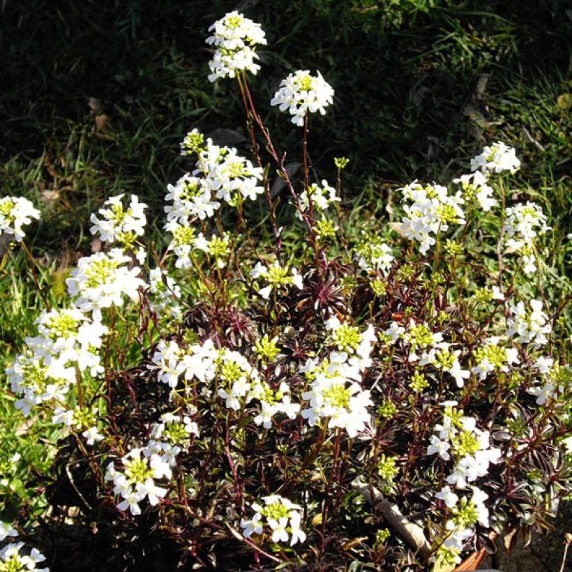 Arabis ferdinandi coburgii - Arabette, Corbeille d'argent (Floraison)