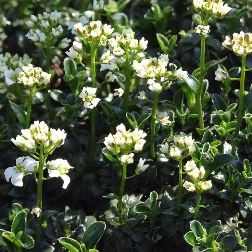 Arabis ferdinandi coburgii - Arabette, Corbeille d'argent (Port)