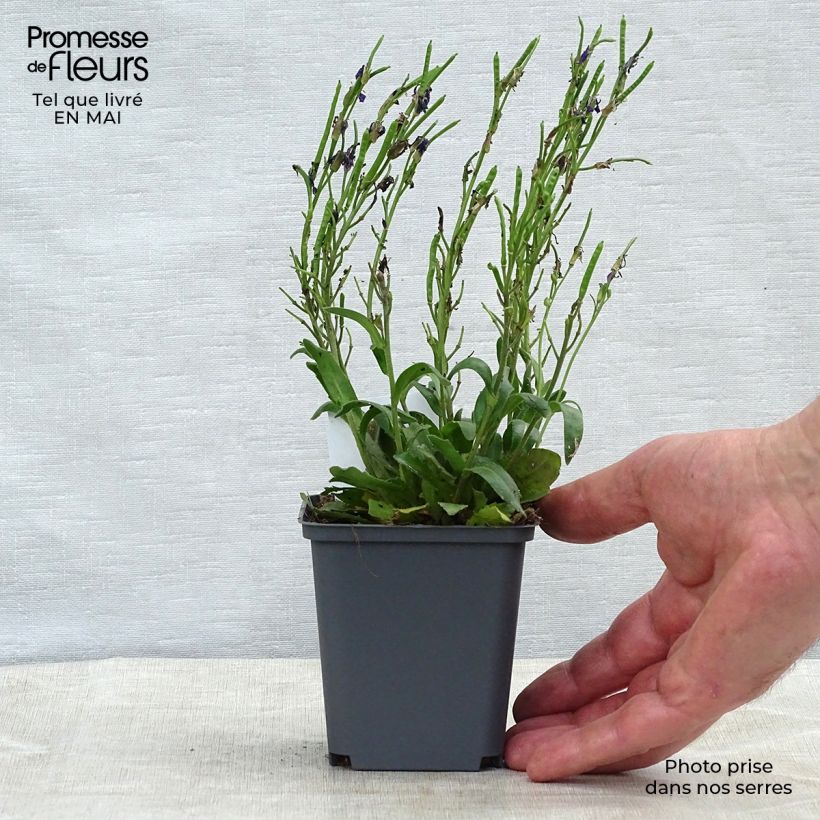 Spécimen de Arabis blepharophylla Godet de 9cm tel que livré au printemps