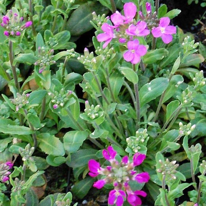 Arabis blepharophylla Frühlingzauber - Arabette de Californie (Feuillage)