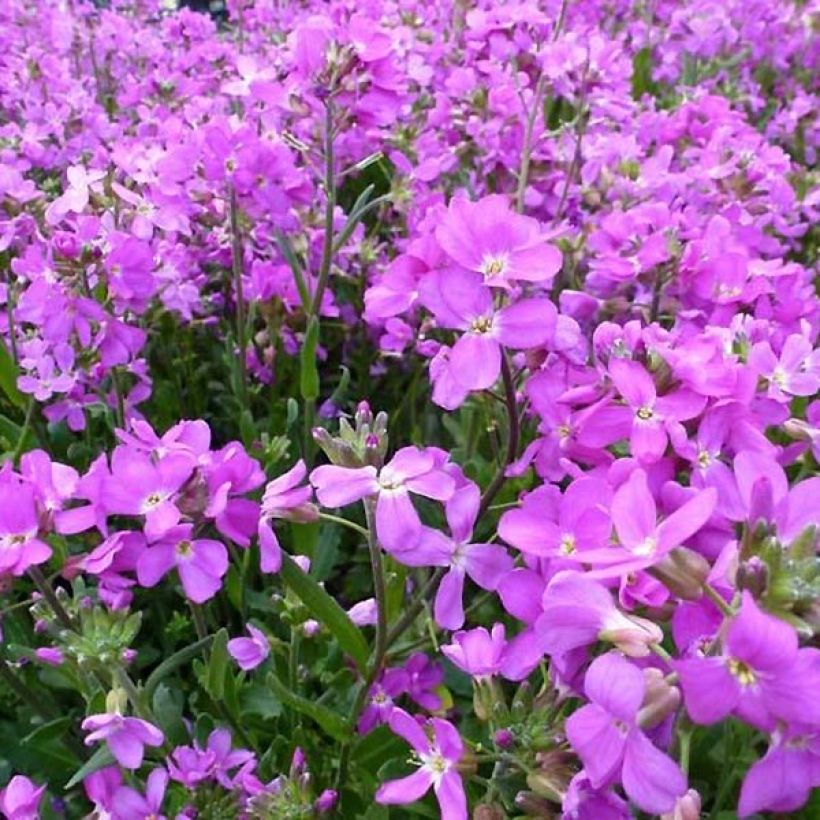 Arabis blepharophylla Frühlingzauber - Arabette de Californie (Floraison)