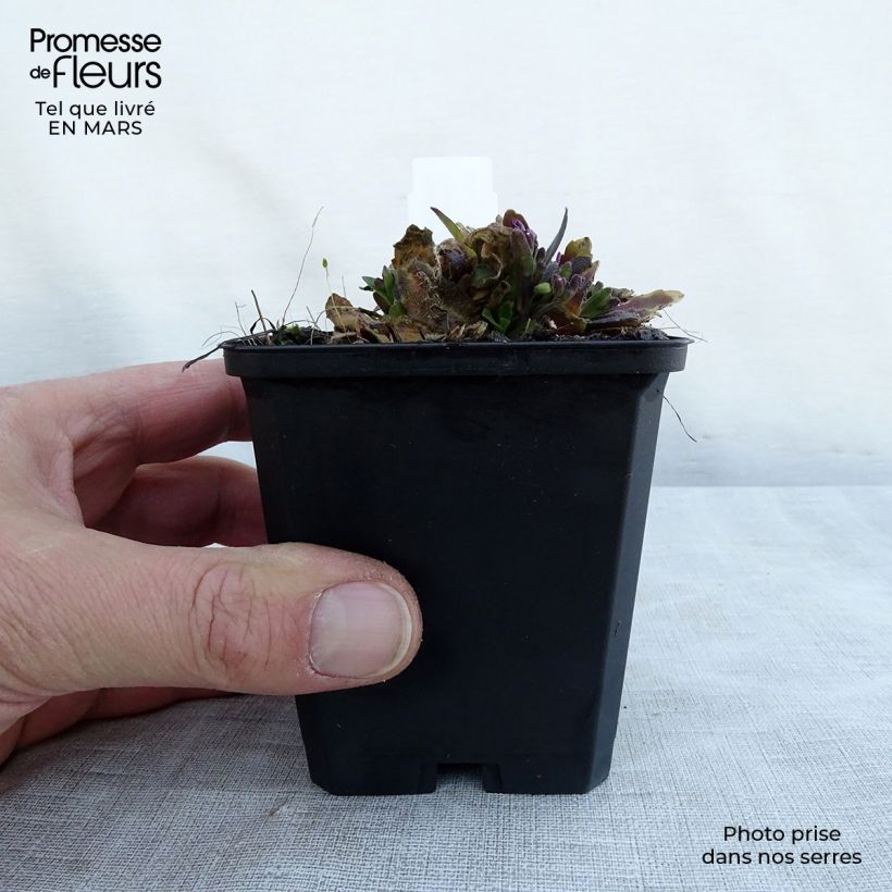 Spécimen de Arabis blepharophylla Frühlingzauber - Arabette de Californie Godet de 9cm tel que livré au printemps