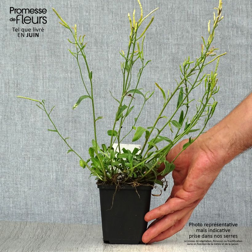 Spécimen de Arabis blepharophylla Godet de 8/9 cm tel que livré en été