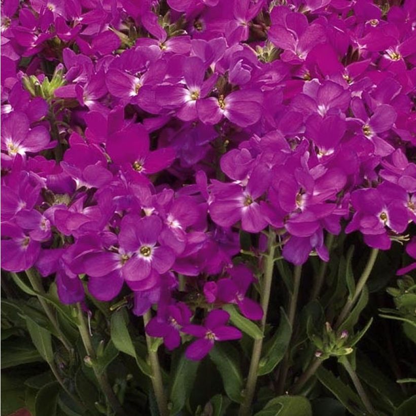 Arabis blepharophylla Rose Delight - Arabette de Californie (Floraison)