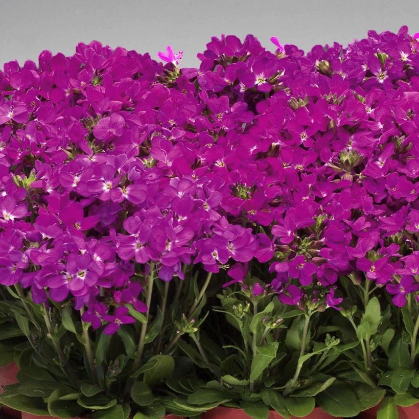 Arabis blepharophylla Rose Delight - Arabette de Californie (Port)