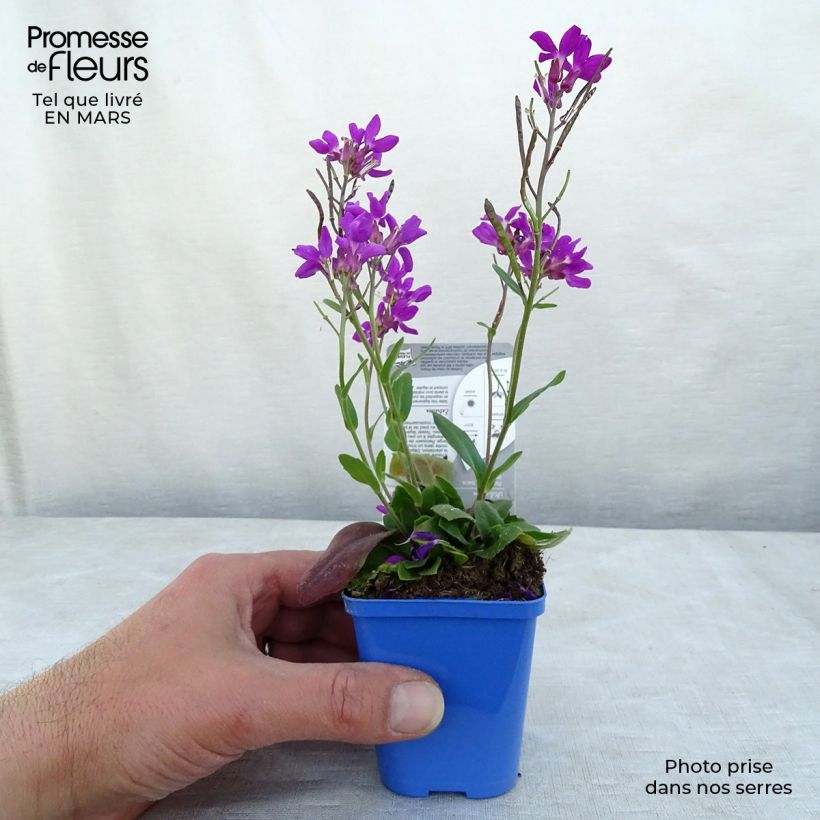 Spécimen de Arabis blepharophylla Rose Delight - Arabette de Californie Godet de 7cm tel que livré au printemps
