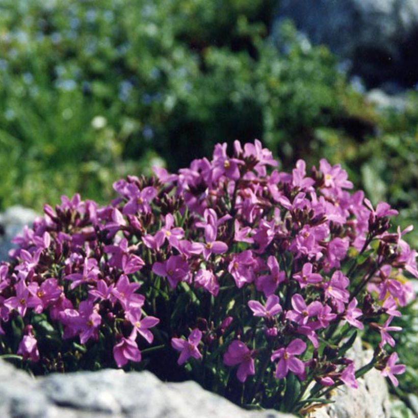 Arabis blepharophylla (Floraison)