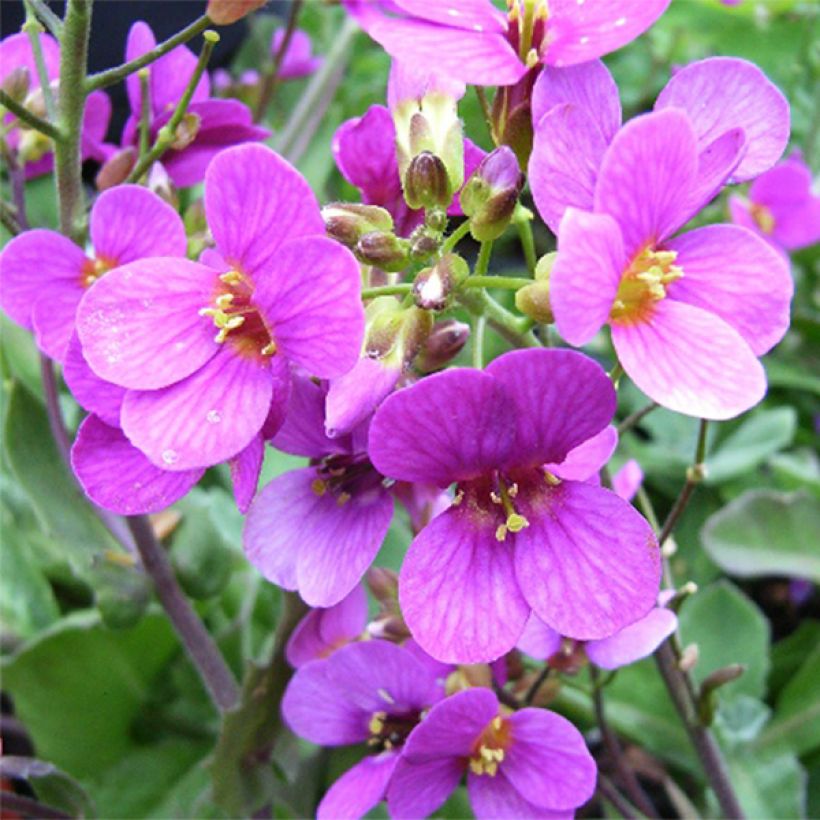 Arabis caucasica Pinkie - Arabette du Caucase (Floraison)