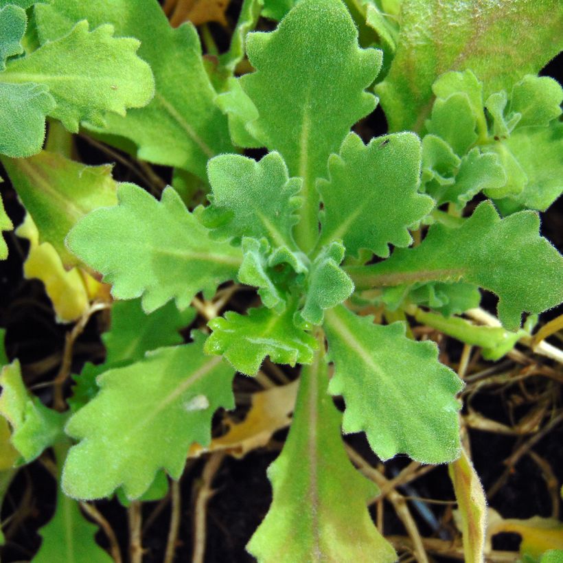 Arabis caucasica Pinkie - Arabette du Caucase (Feuillage)