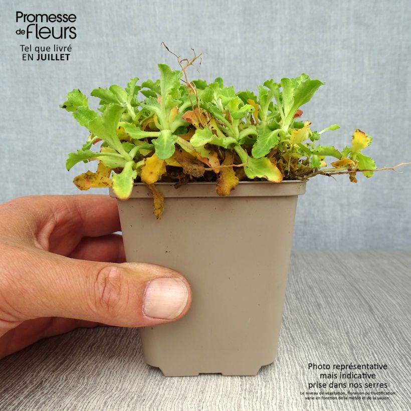 Spécimen de Arabis caucasica Pinkie - Arabette du Caucase Godet de 8/9 cm tel que livré en été