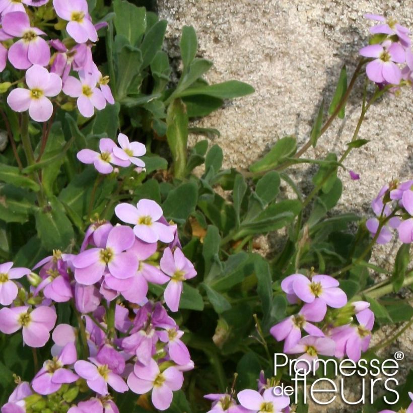 Arabis caucasia Rosea - Arabette du Caucase (Feuillage)