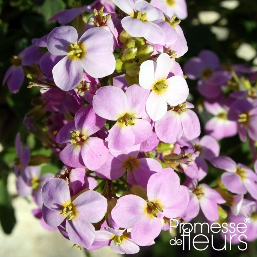 Arabis caucasia Rosea - Arabette du Caucase (Floraison)