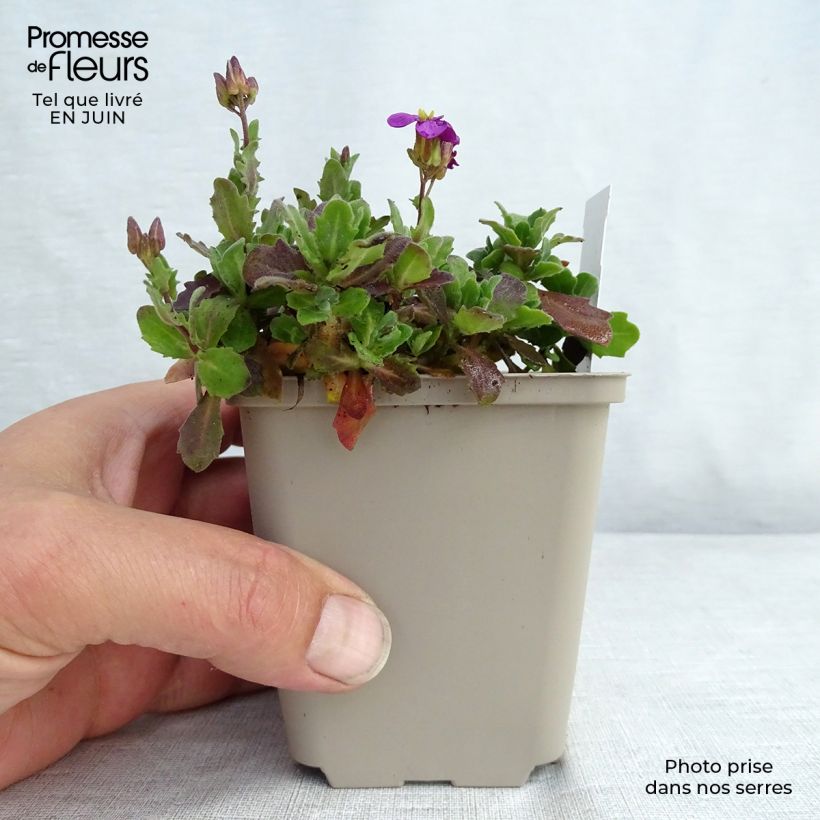 Spécimen de Arabis caucasia Rosea - Arabette du Caucase Godet de 8/9 cm tel que livré en été