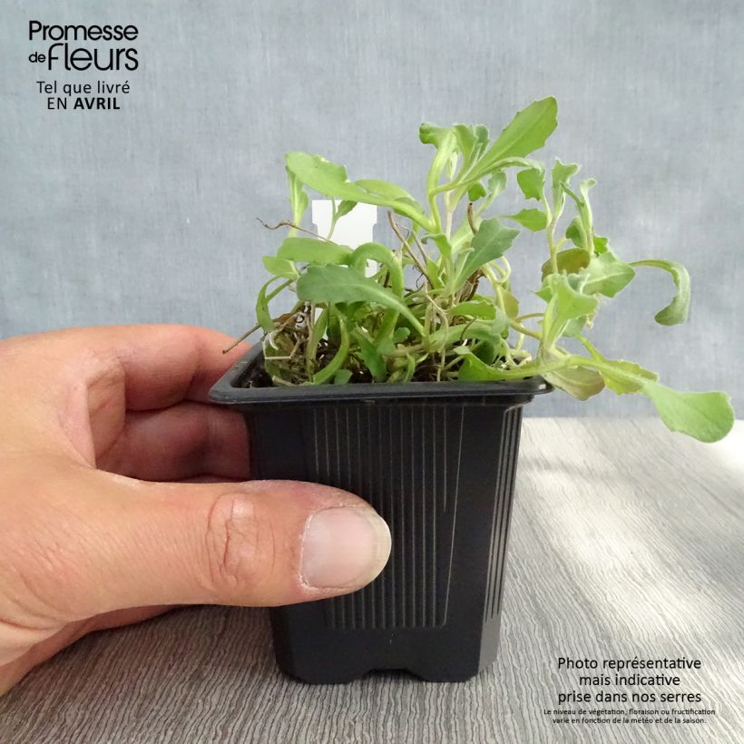 Spécimen de Arabis caucasia Rosea - Arabette du Caucase  Godet de 8/9cm tel que livré au printemps