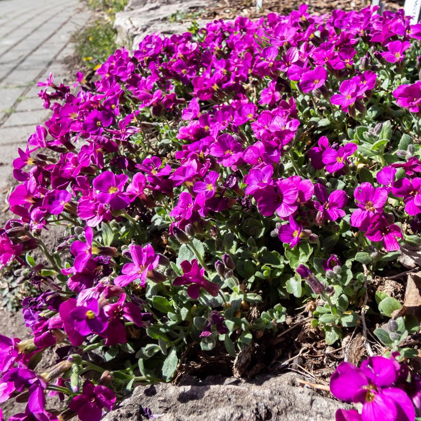 Arabis caucasica Aubris Deep Rose - Arabette du Caucase (Port)