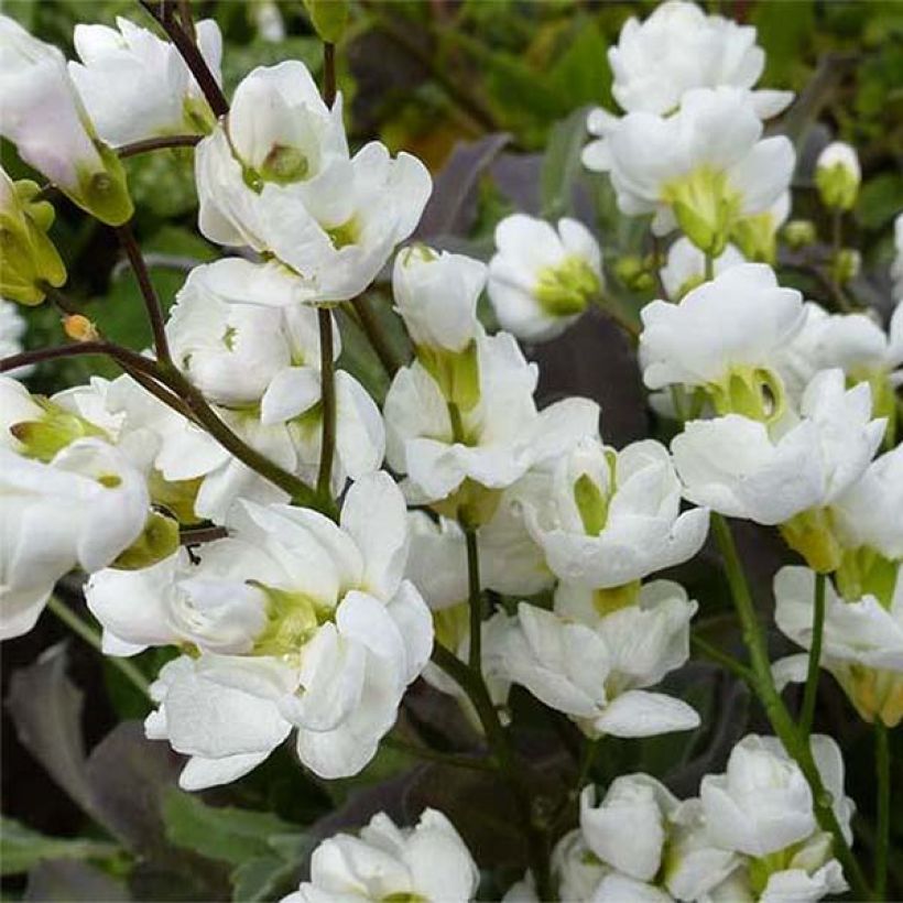 Arabis caucasica Plena - Corbeille d'argent (Floraison)