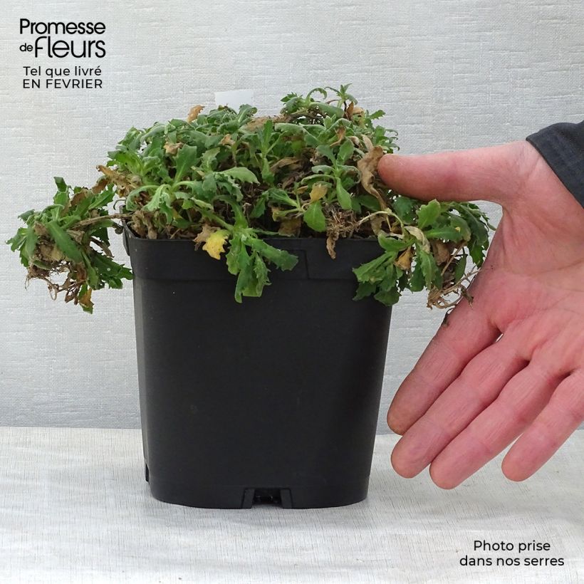 Spécimen de Arabis caucasica Plena - Corbeille d'argent Pot de 2L/3L tel que livré en hiver
