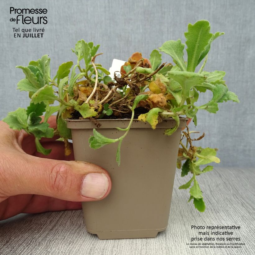 Spécimen de Arabis caucasica Plena - Corbeille d'argent Godet de 7/8 cm tel que livré en été