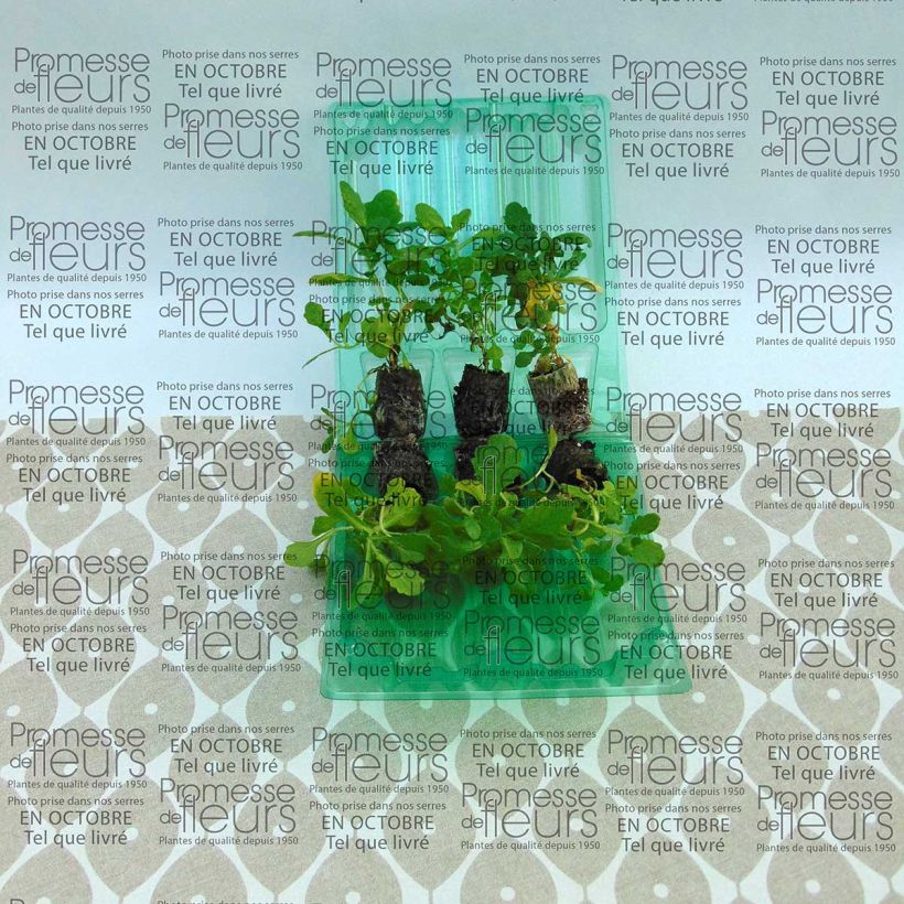 Exemple de spécimen de Arabis caucasica Roselite Mini-motte Mini-motte 3 cm tel que livré
