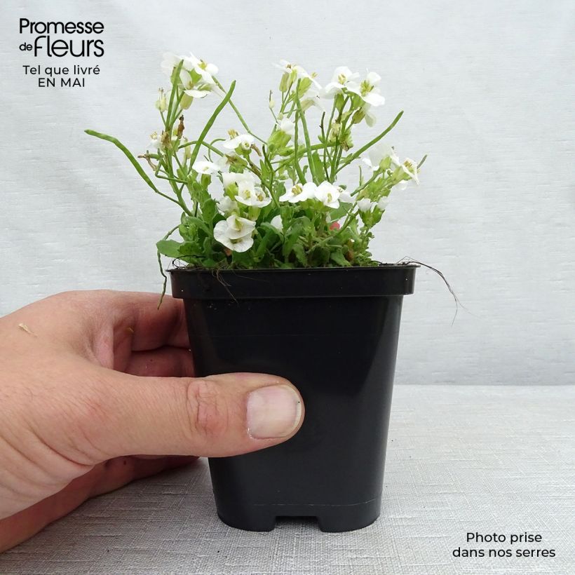 Spécimen de Arabis caucasica Snowcap (Schneehaube) Godet de 9cm tel que livré au printemps
