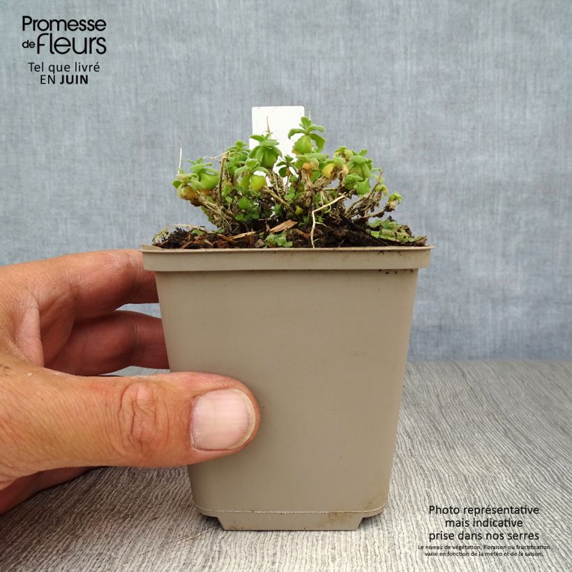Spécimen de Arabis caucasica Snowcap (Schneehaube) Godet de 8/9 cm tel que livré en été