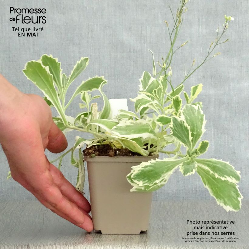 Spécimen de Arabis caucasica Variegata Godet de 9cm tel que livré au printemps
