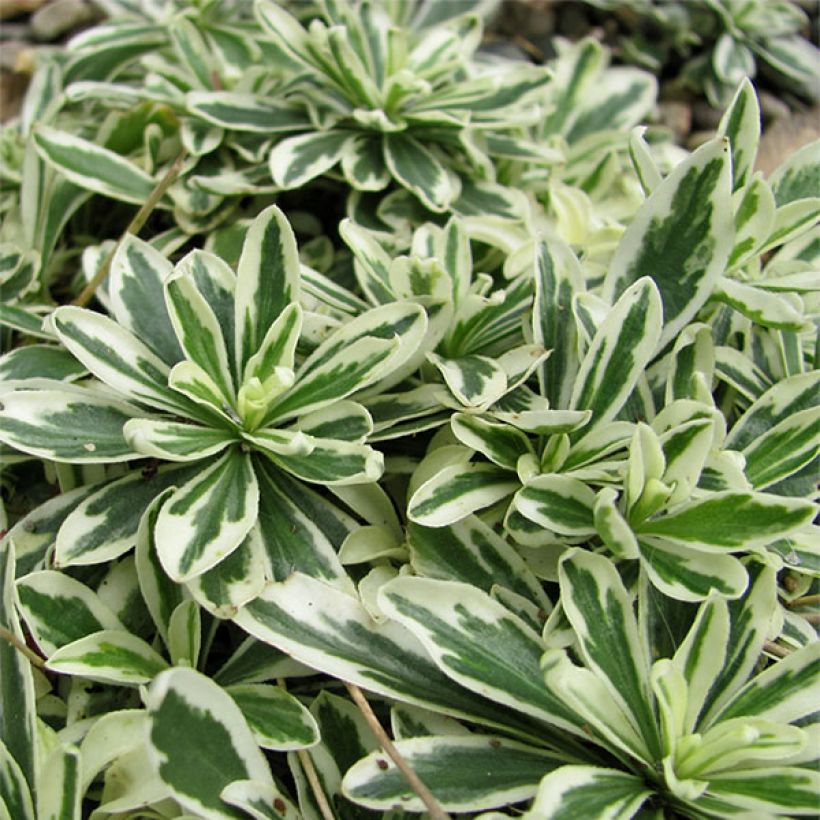 Arabis ferdinandi coburgii Variegata - Corbeille d'argent (Feuillage)