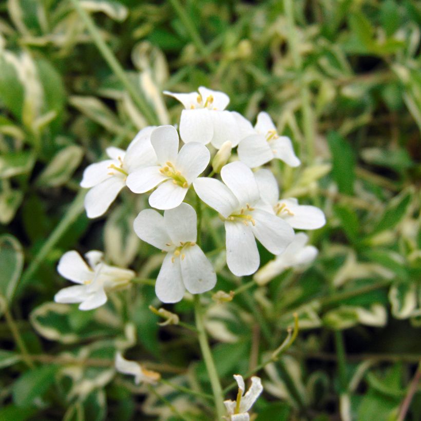 Arabis ferdinandi coburgii Variegata - Corbeille d'argent (Floraison)