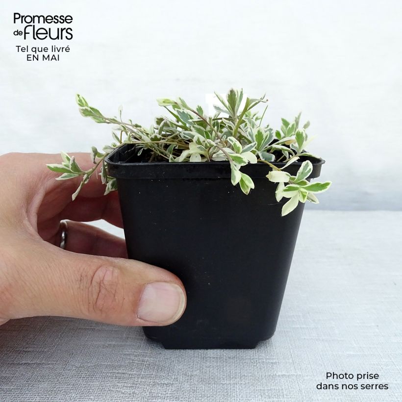 Spécimen de Arabis ferdinandi coburgii Variegata - Corbeille d'argent Godet de 9cm tel que livré au printemps