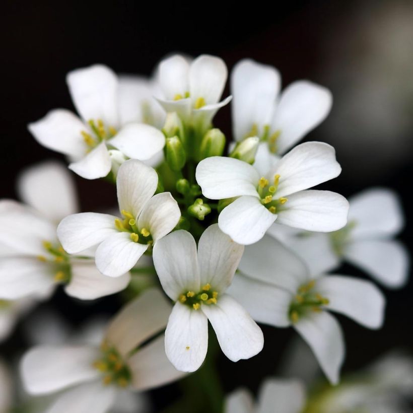 Arabis procurrens Neuschnee - Corbeille d'argent (Floraison)